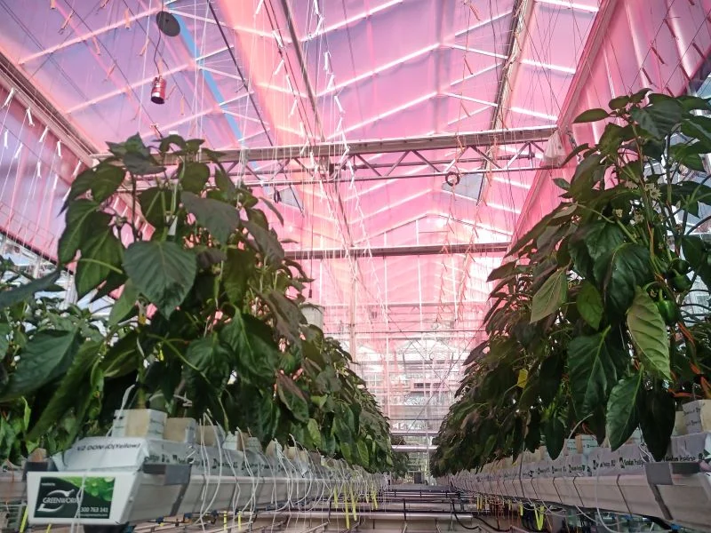 LLEAF takes its sunlight-shifting, growth-enhancing films global